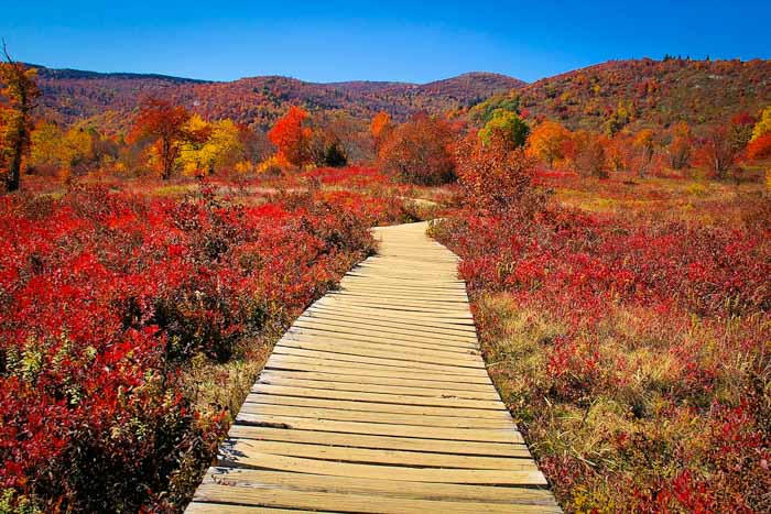 Red boardwalk through fall meadow